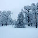 Every tree a snow sculpture... Photo: Liv Osmundsen, The Royal Court.
